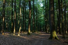 Waldmotive, hier: Abendstimmung im Wald (2)