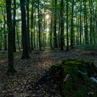 Waldmotive, hier: Abendstimmung im Wald