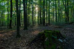 Waldmotive, hier: Abendstimmung im Wald