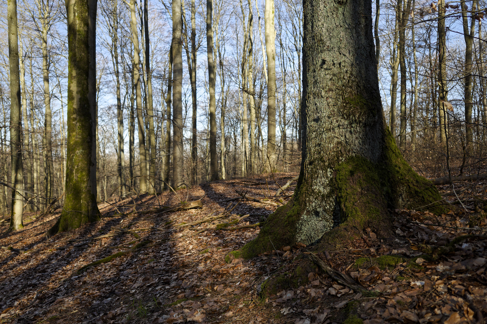 Waldmotive, hier: Abendstimmung im Wald