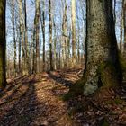 Waldmotive, hier: Abendstimmung im Wald