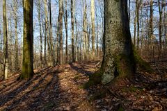 Waldmotive, hier: Abendstimmung im Wald