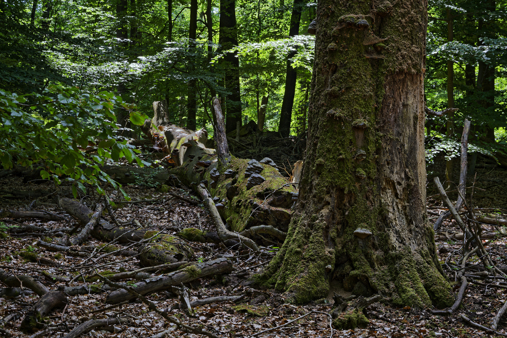 Waldmotive, hier: abgebrochene alte Buche