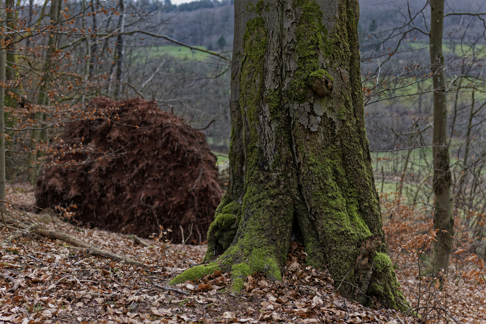 Waldmotive, hier: alte Buche