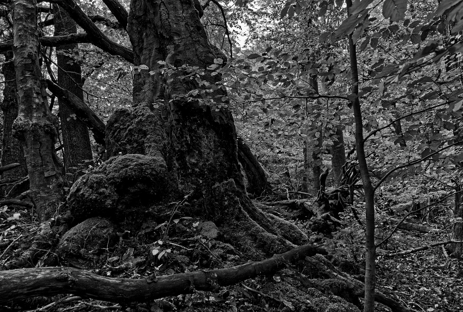 Waldmotive, hier: alte Buche im Gespensterwald