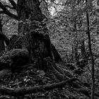 Waldmotive, hier: alte Buche im Gespensterwald