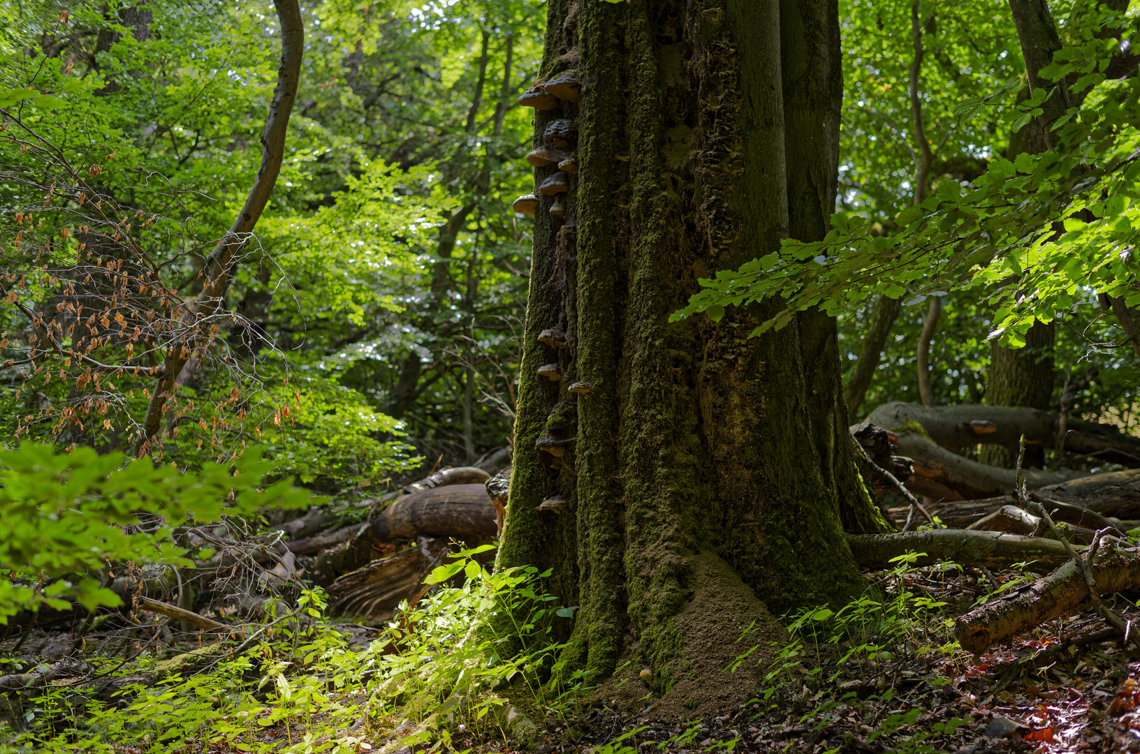 Waldmotive, hier: alte morsche Buche