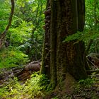 Waldmotive, hier: alte morsche Buche