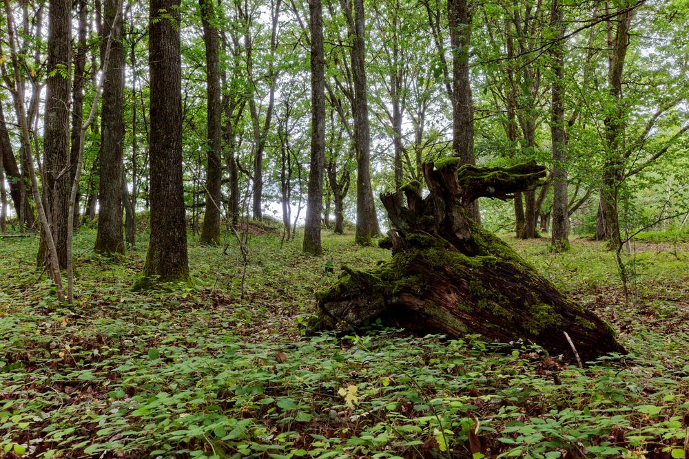 Waldmotive, hier: alter morscher Wurzelteller