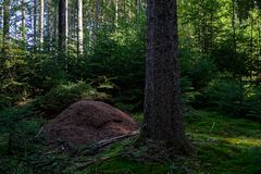 Waldmotive, hier: Ameisenhaufen der Roten Waldameisen