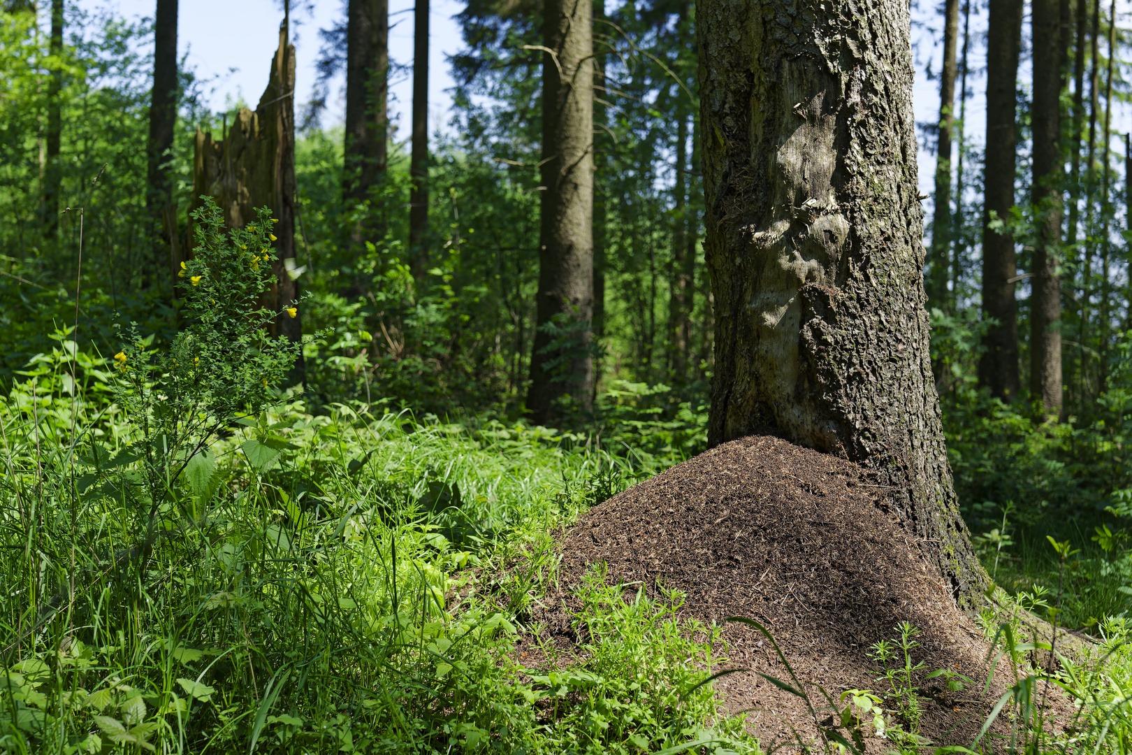 Waldmotive, hier: Ameisenhaufen im Fichtenwald