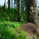 Waldmotive, hier: Ameisenhaufen im Fichtenwald