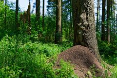 Waldmotive, hier: Ameisenhaufen im Fichtenwald