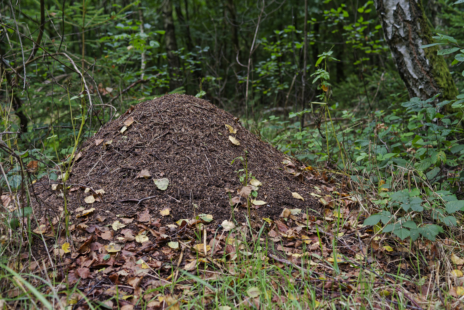 Waldmotive, hier: Ameisenhaufen mit ersten Herbstblättern