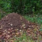 Waldmotive, hier: Ameisenhaufen mit ersten Herbstblättern