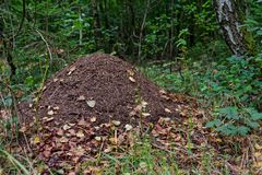 Waldmotive, hier: Ameisenhaufen mit ersten Herbstblättern