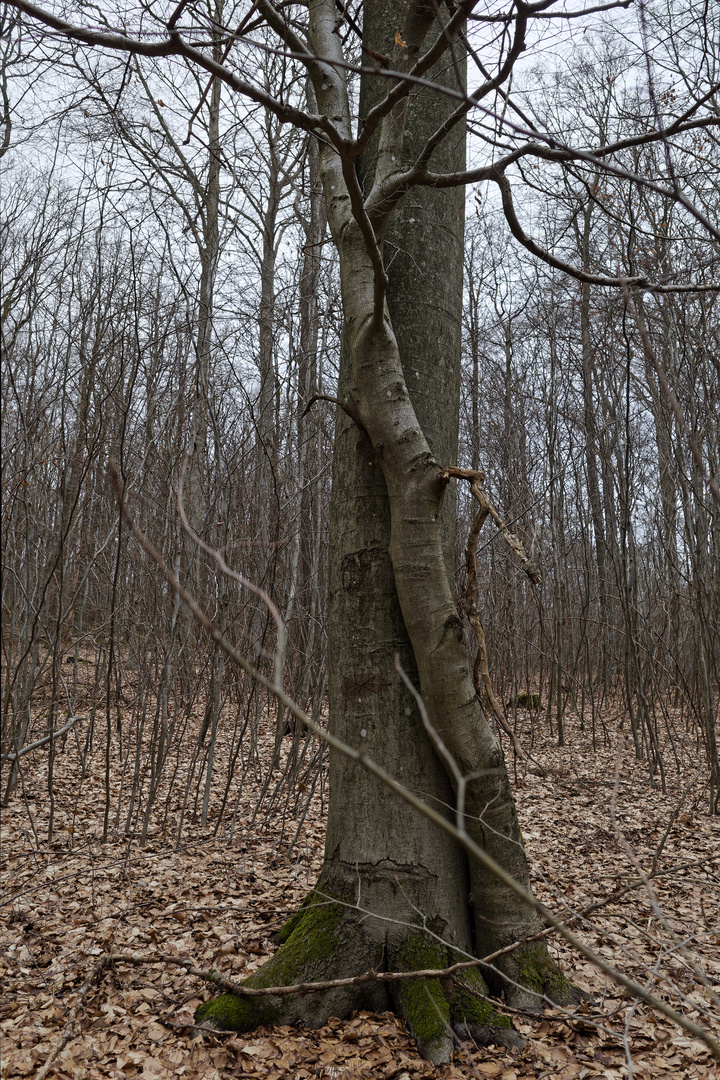 Waldmotive, hier: Baumgestalten