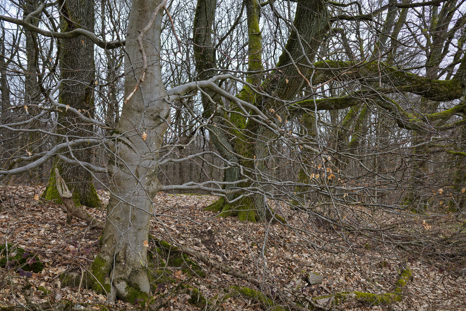 Waldmotive, hier: Baumgestalten