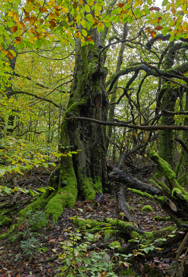 Waldmotive, hier: Baumgestalten