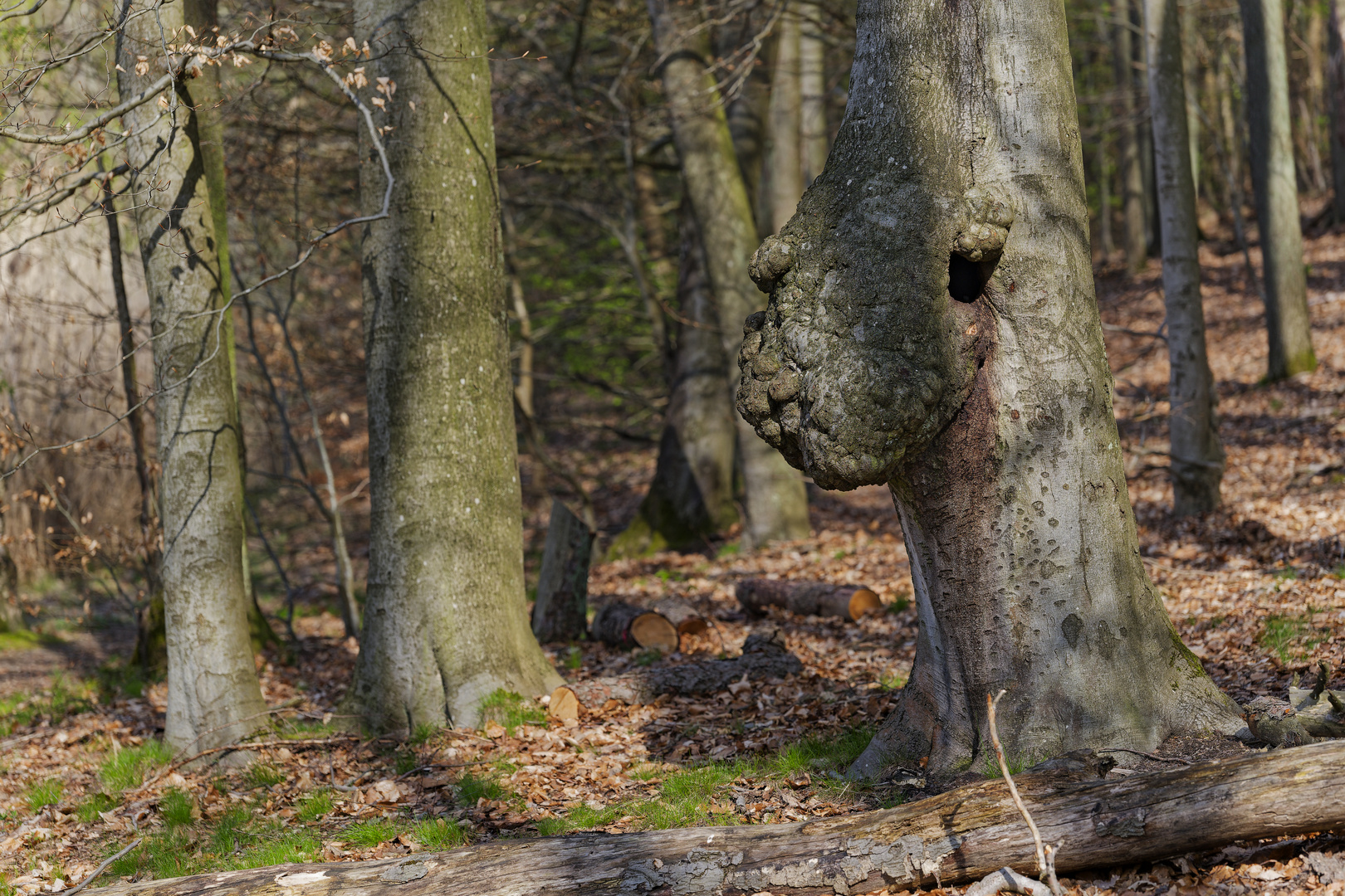 Waldmotive, hier: Baumgestalten (2)