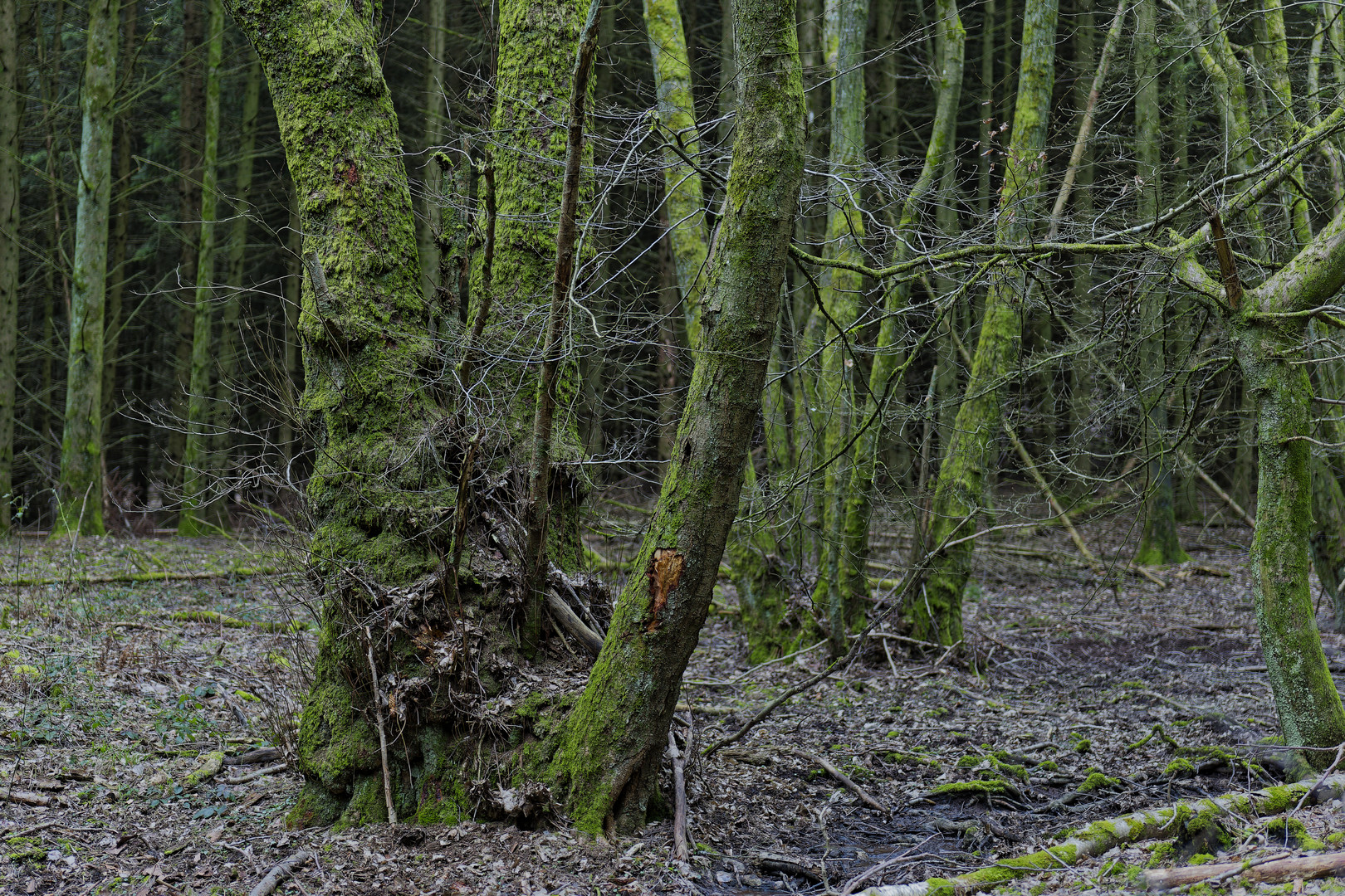 Waldmotive, hier: Baumgestalten