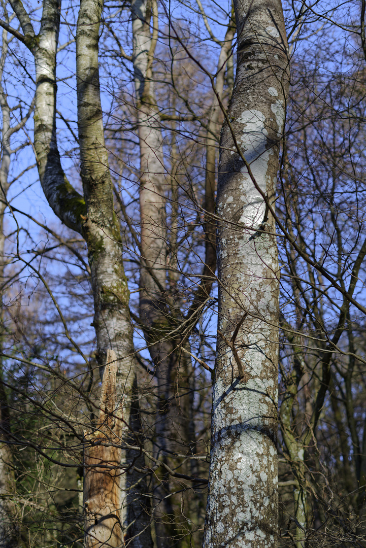 Waldmotive, hier: Baumgestalten