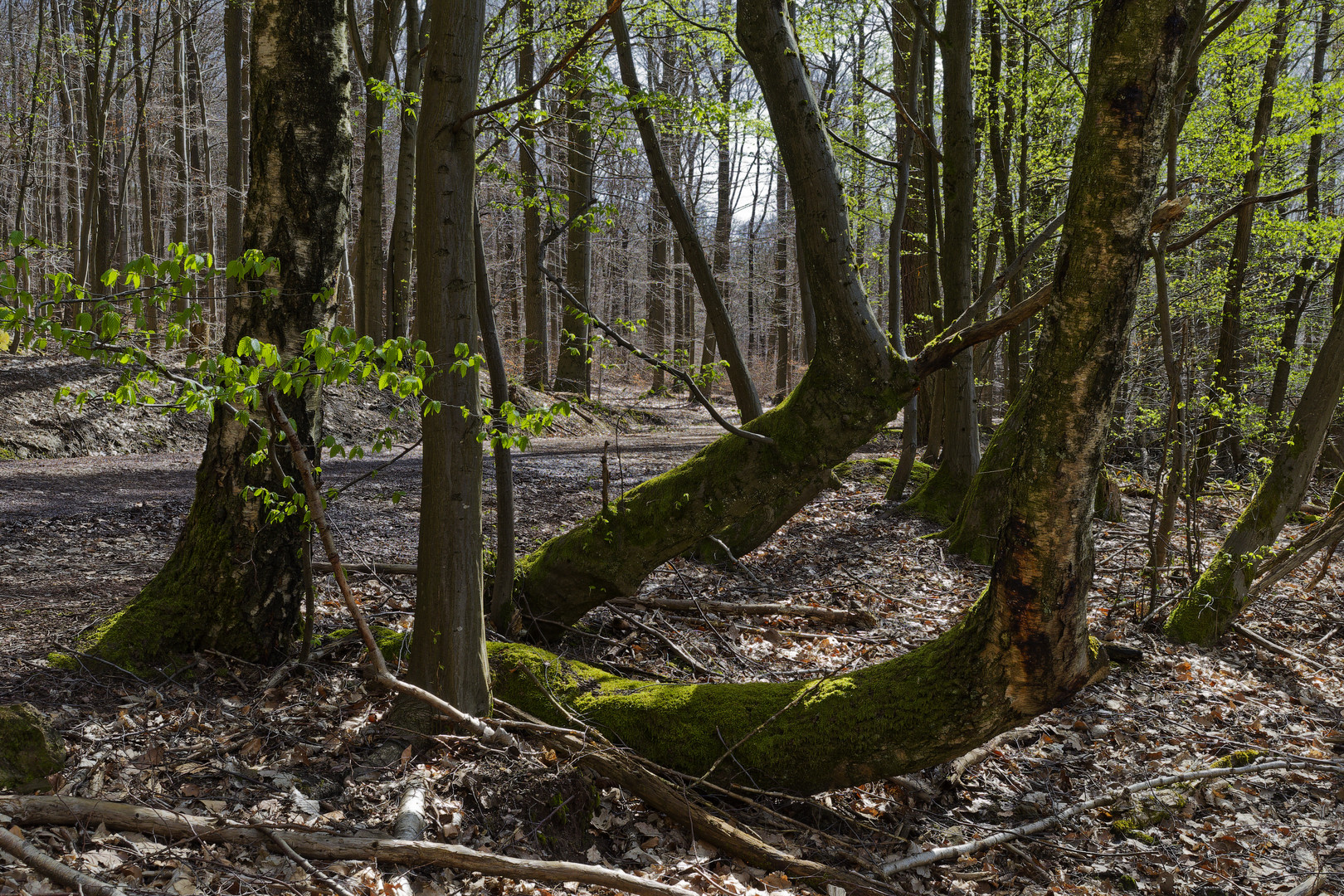 Waldmotive, hier: Baumgestalten