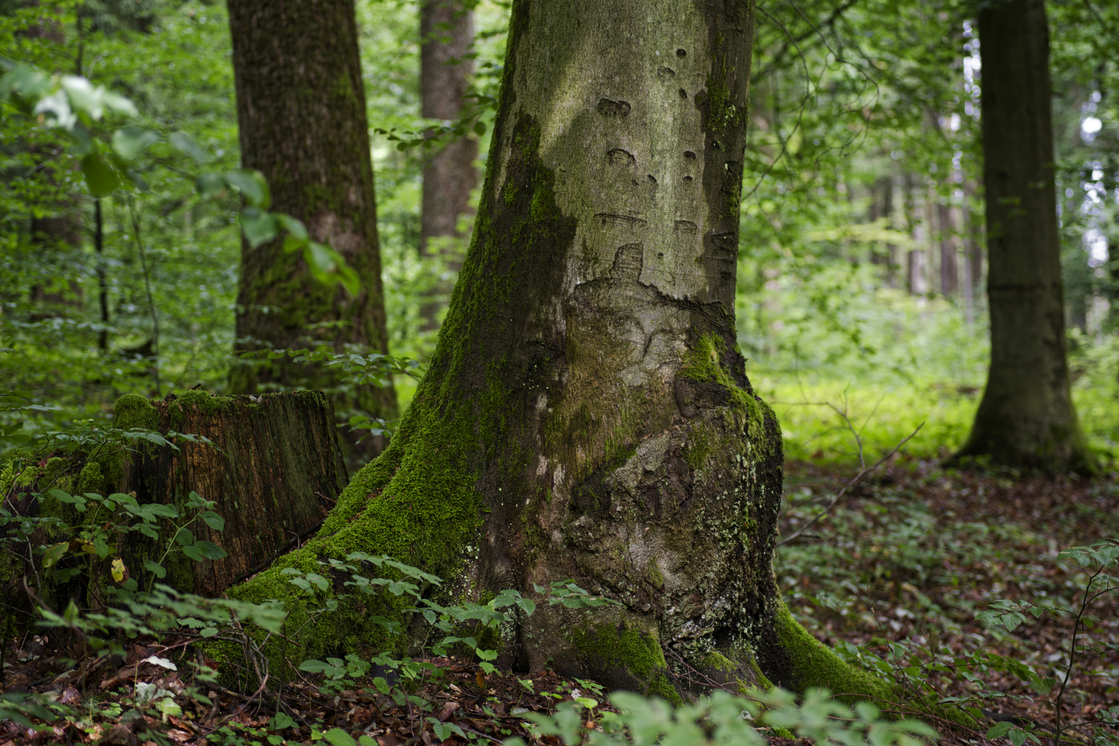 Waldmotive, hier: Baumgestalten