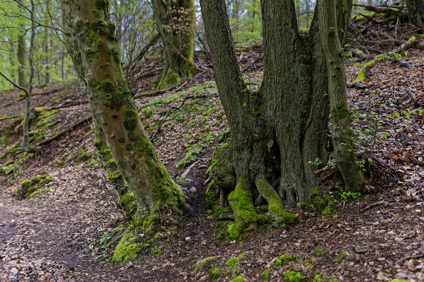 Waldmotive, hier: Baumgestalten