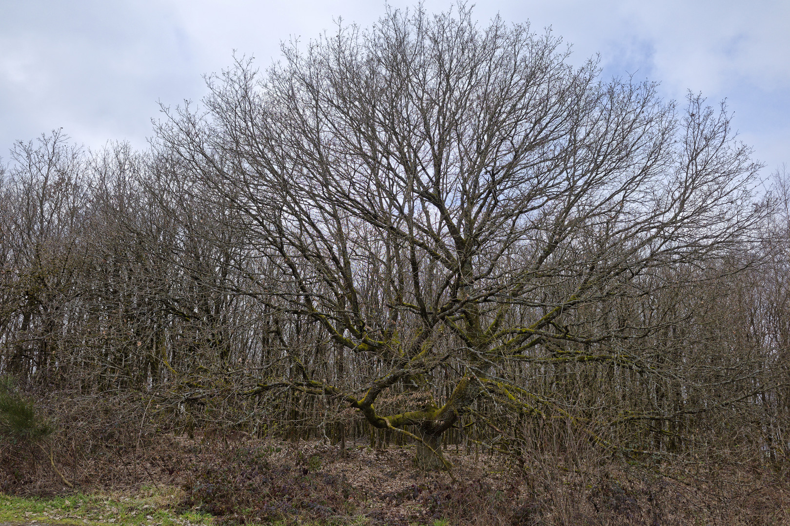 Waldmotive, hier: Baumgestalten