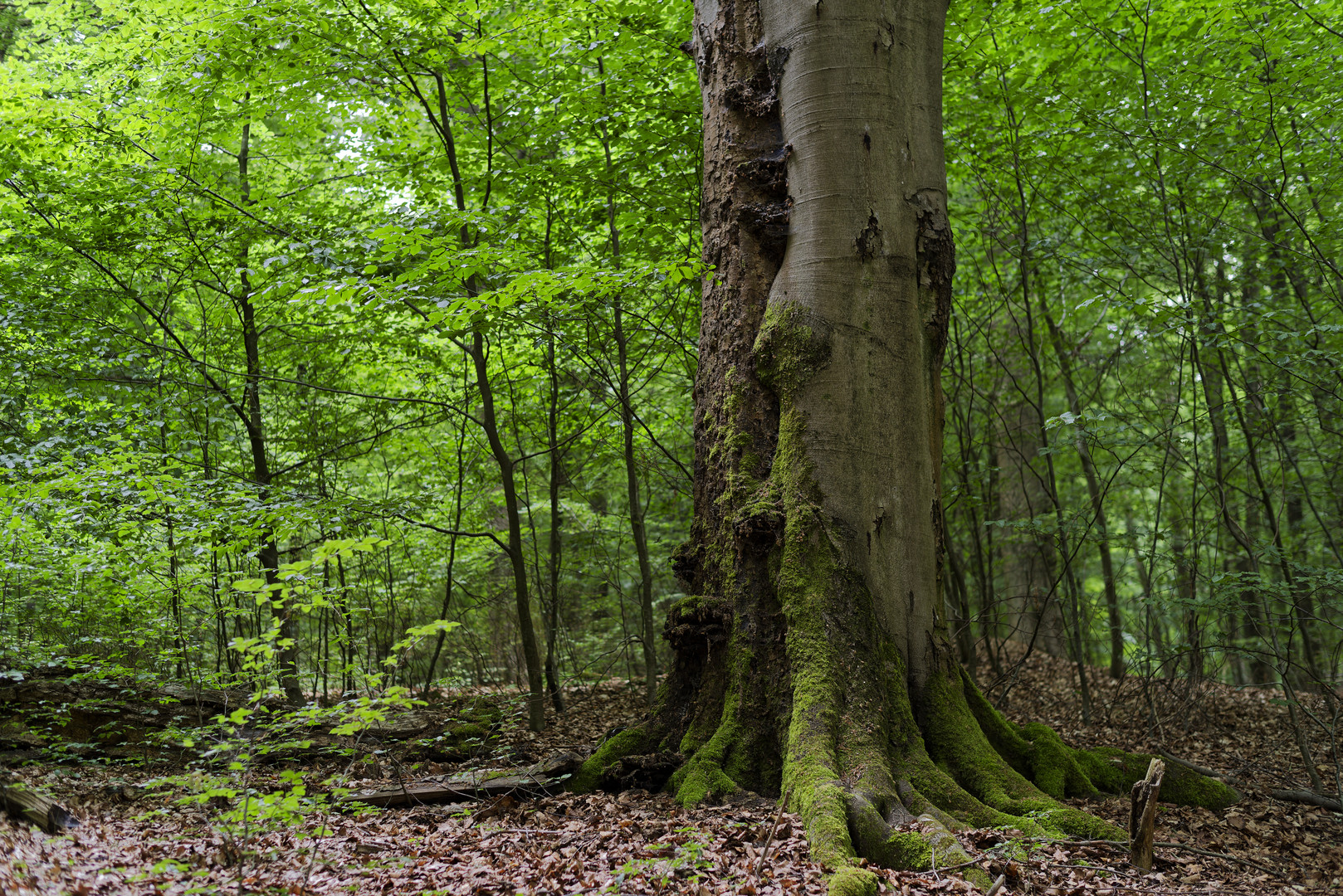 Waldmotive, hier: Baumgestalten