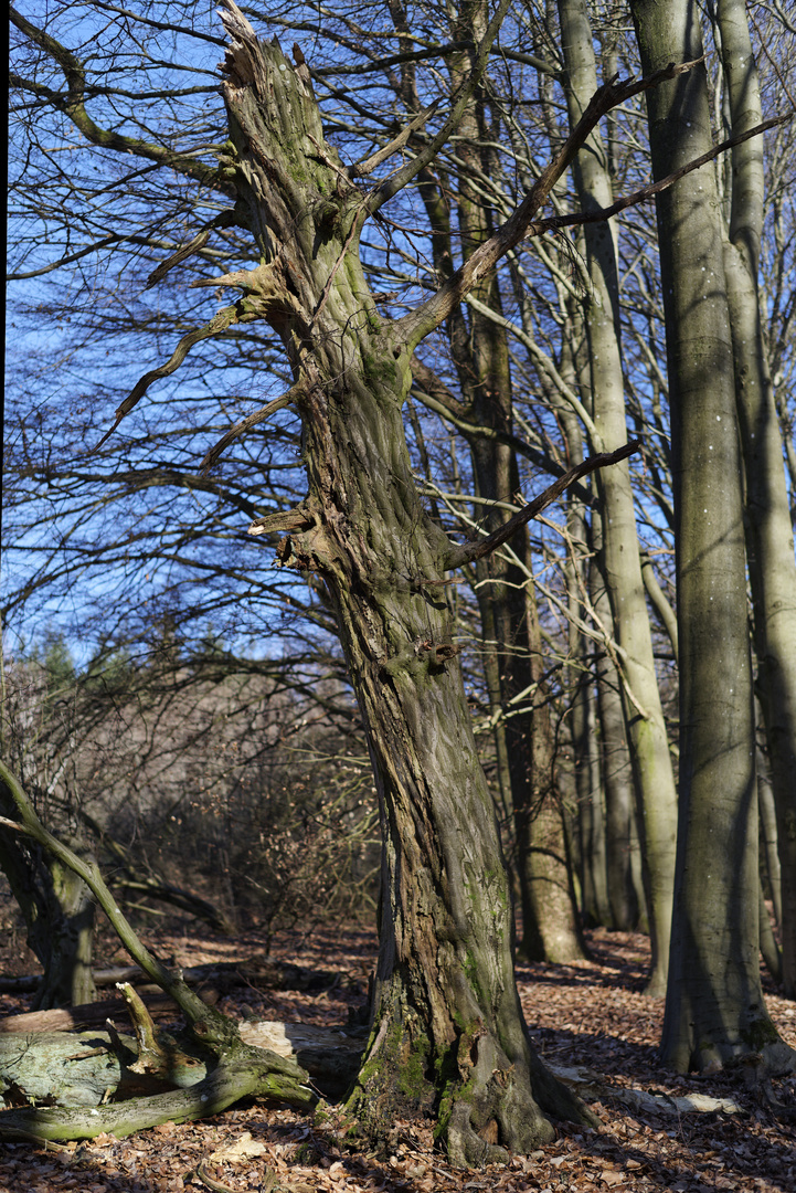 Waldmotive, hier: Baumgestalten