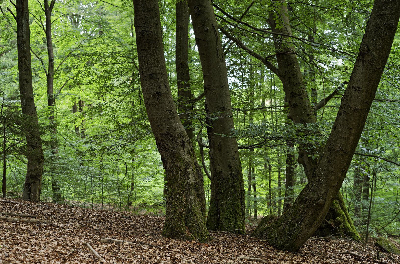 Waldmotive, hier: Baumgestalten 