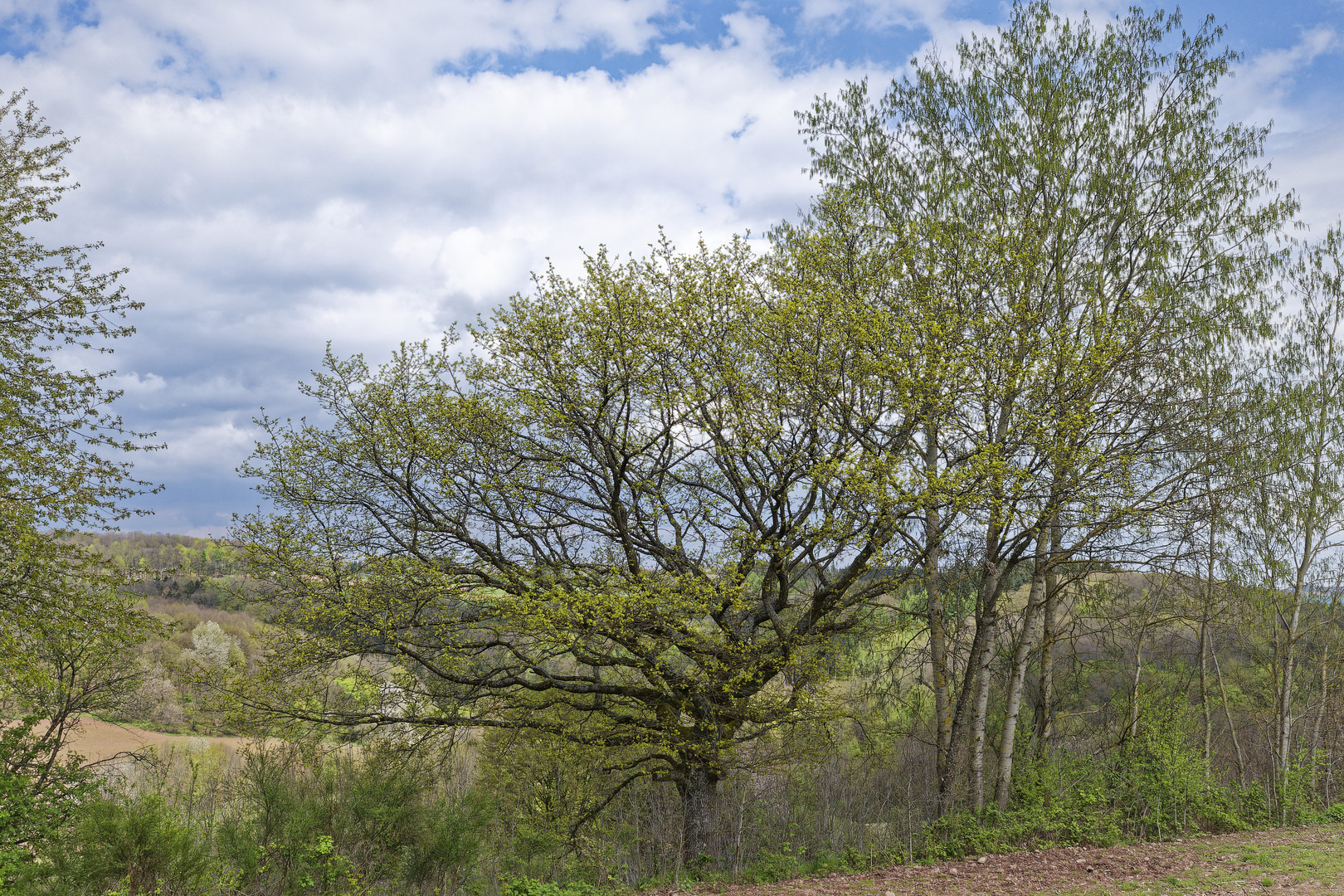 Waldmotive, hier: Baumgestalten