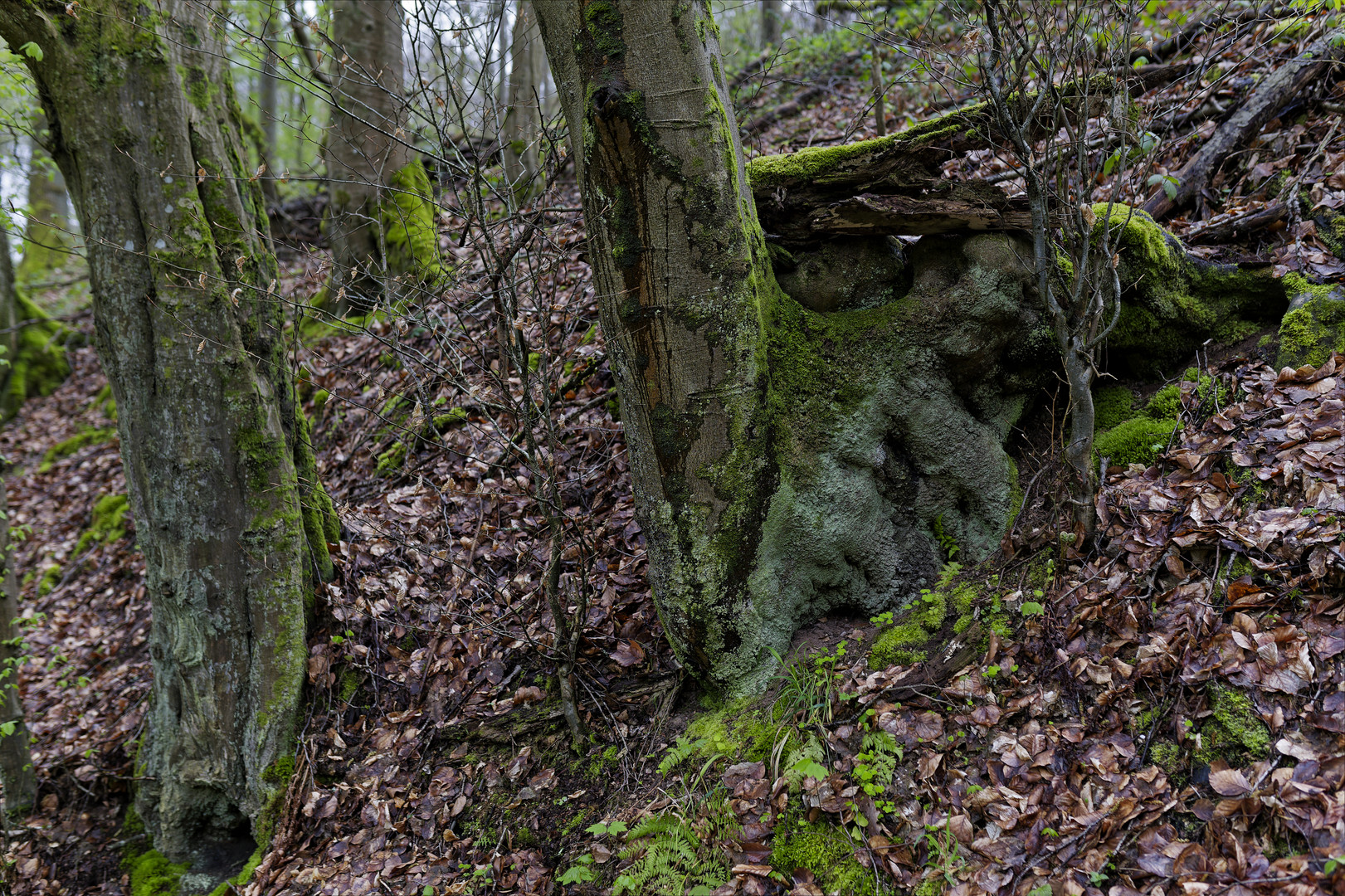 Waldmotive, hier: Baumgestalten