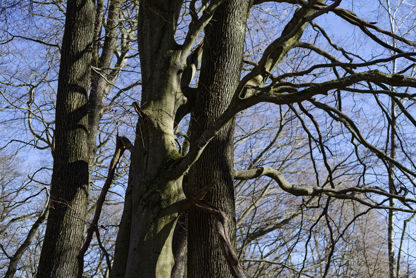 Waldmotive, hier: Baumgestalten