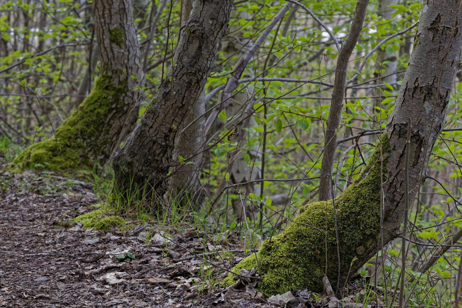 Waldmotive, hier: Baumgestalten