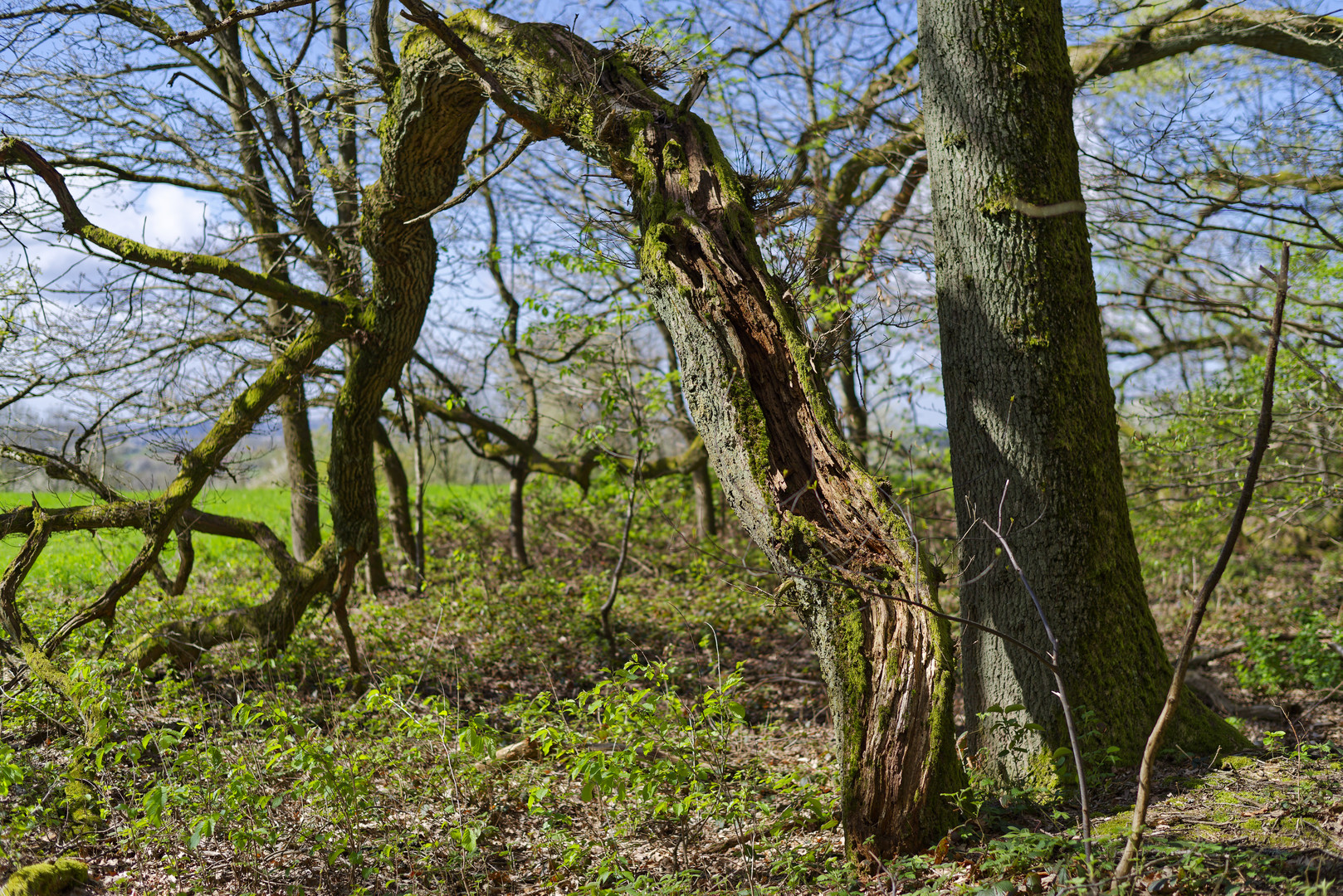 Waldmotive, hier: Baumgestalten