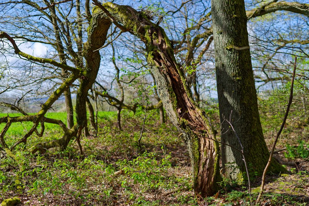 Waldmotive, hier: Baumgestalten