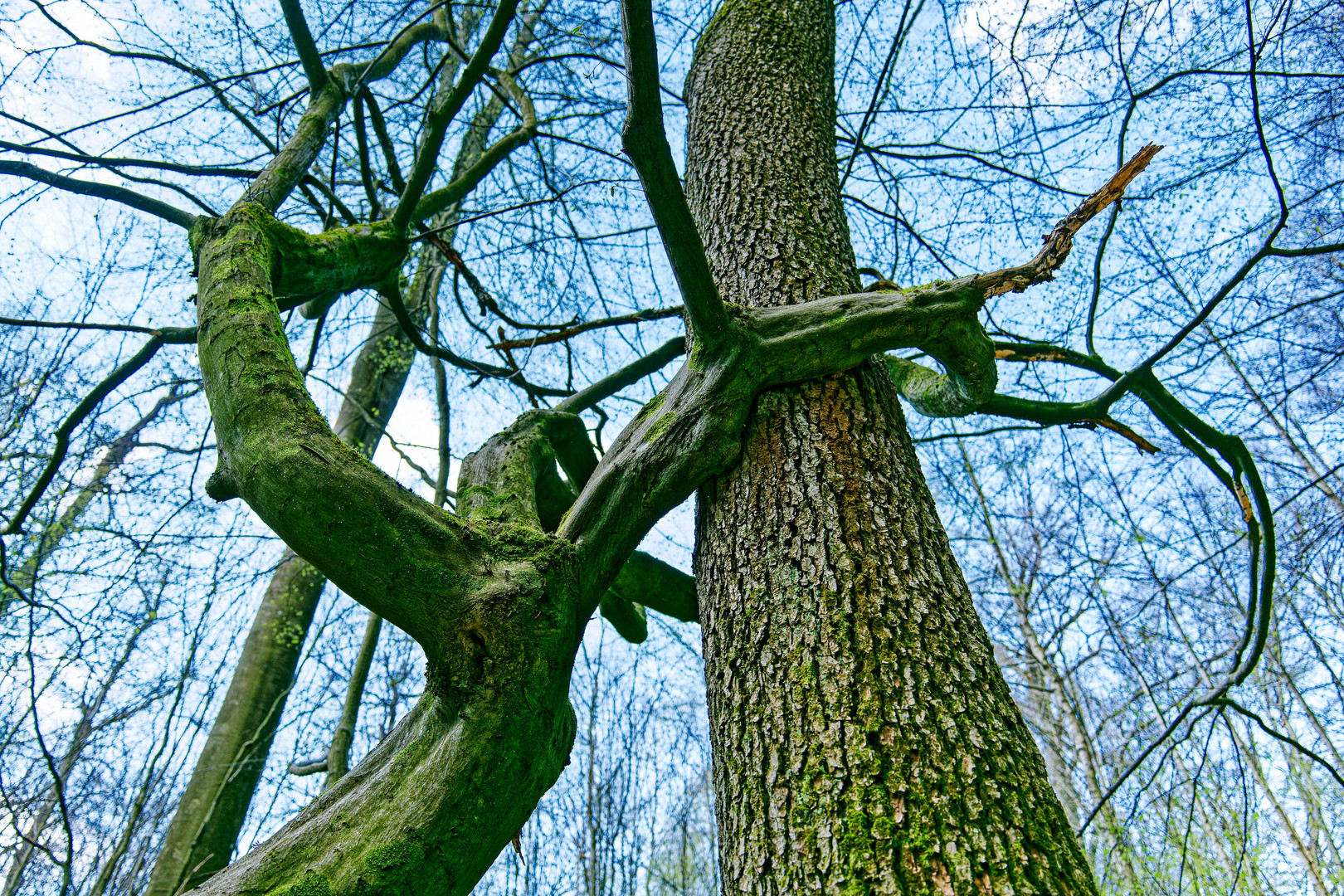 Waldmotive, hier: Baumgestalten 