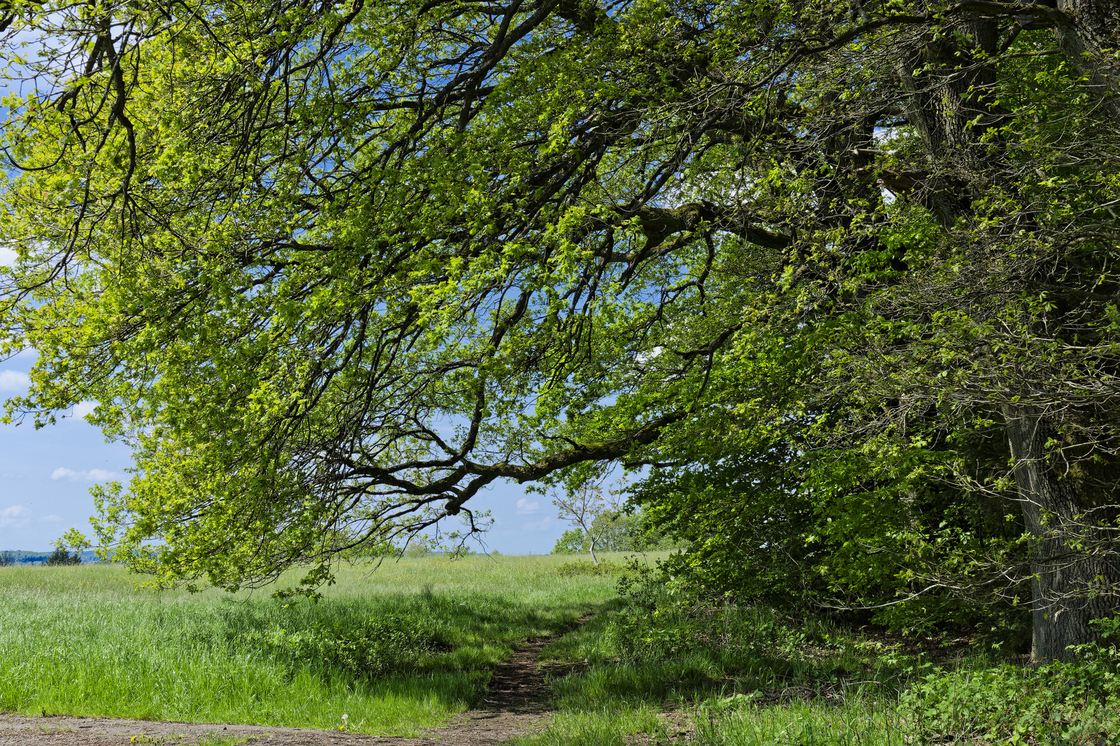 Waldmotive, hier: Baumgestalten