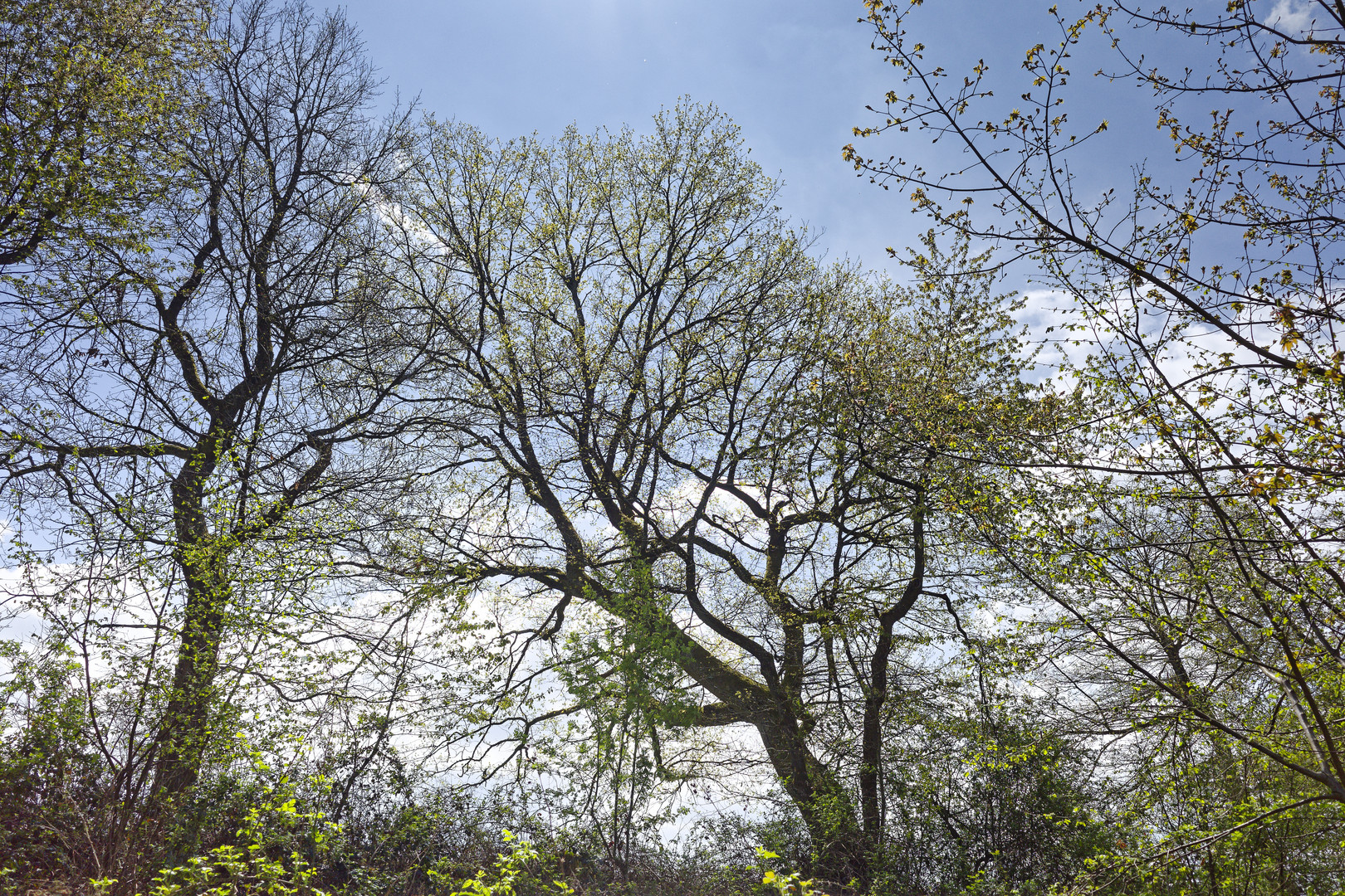 Waldmotive, hier: Baumgestalten im Gegenlicht