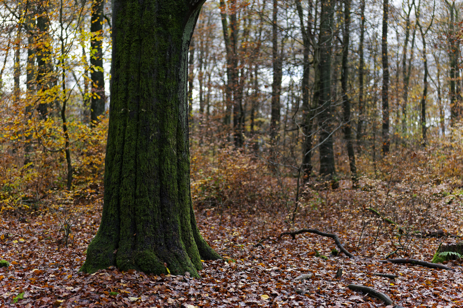 Waldmotive, hier: Baumgestalten im Herbstwald (2)