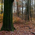 Waldmotive, hier: Baumgestalten im Herbstwald (2)