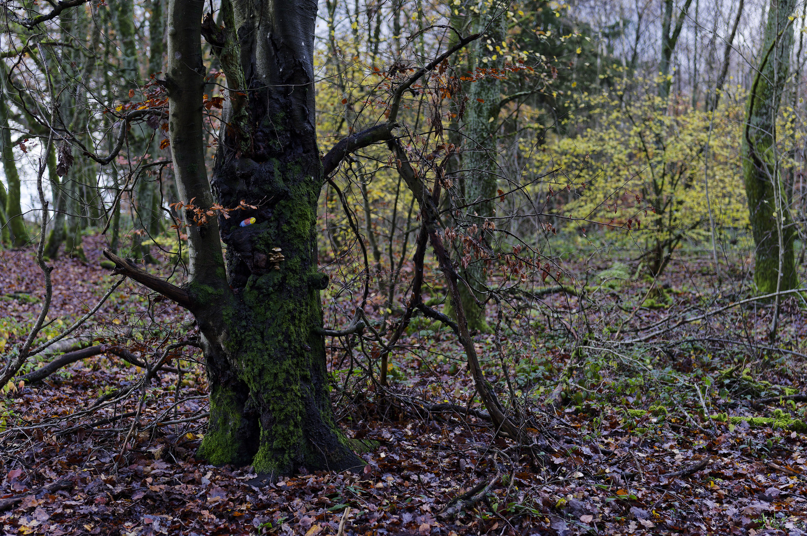 Waldmotive, hier: Baumgestalten im Herbstwald