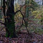 Waldmotive, hier: Baumgestalten im Herbstwald