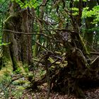 Waldmotive, hier: Baumgestalten im Sommerwald (2)