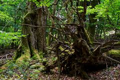 Waldmotive, hier: Baumgestalten im Sommerwald (2)