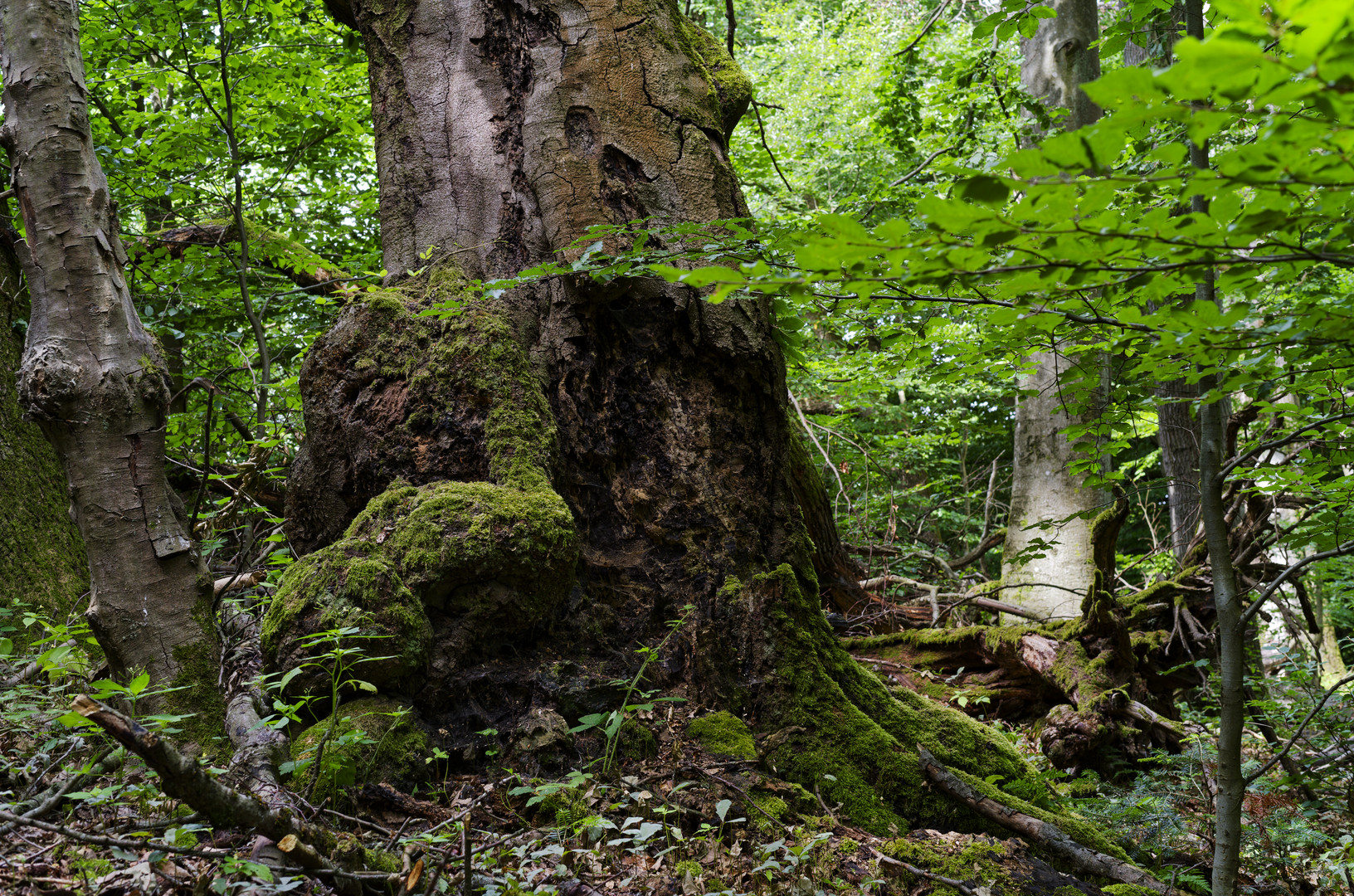 Waldmotive, hier: Baumgestalten im Sommerwald