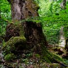 Waldmotive, hier: Baumgestalten im Sommerwald